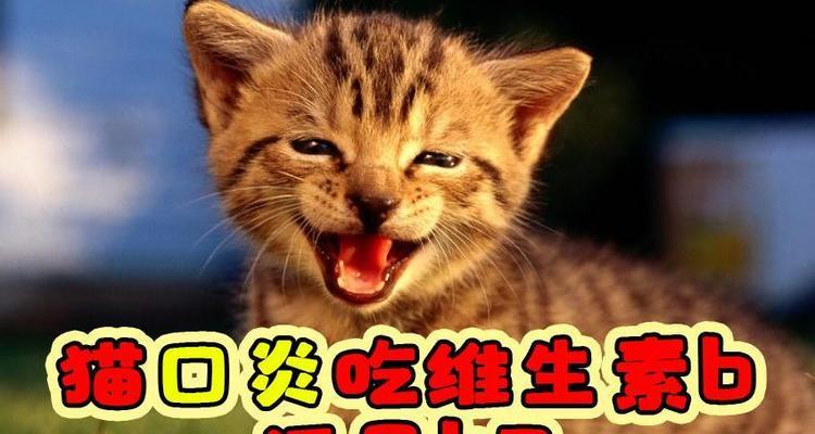 人用维b给小猫吃的方法是什么？需要注意哪些事项？