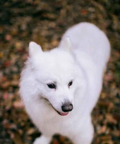 萨摩耶成犬如何增重？吃什么食物能帮助它们长胖？