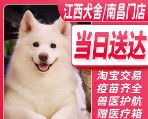 萨摩幼犬饮食指南：哪些食物适合？哪些应该避免？