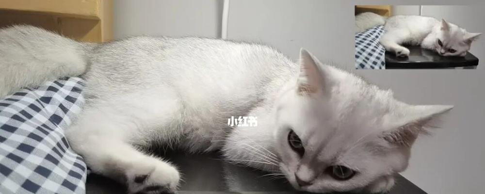 三个月大的猫咪睡眠时间过长是正常的吗？需要担心吗？