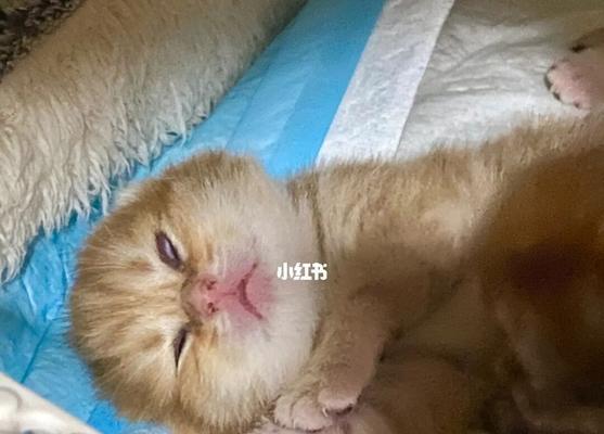 三个月大的猫咪睡眠时间过长是正常的吗？需要担心吗？