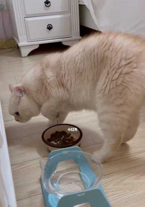 三个月大的猫咪喂食指南：最佳食物与喂养方法是什么？