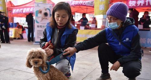 石家庄办狗证需要多少钱？办理流程是怎样的？