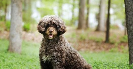 世上最贵的犬是什么犬？这些犬种为何价值连城？