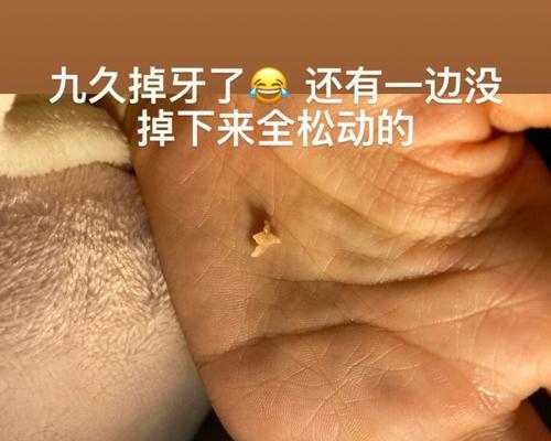 泰迪狗四岁掉牙怎么办？如何处理老年犬牙齿问题？