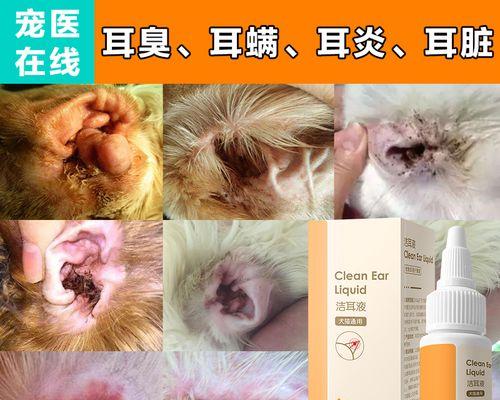 泰迪犬耳朵螨虫怎么办？有效治疗方法有哪些？