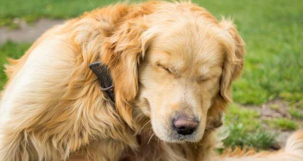 泰迪犬耳螨褐色症状如何治疗？有效方法有哪些？