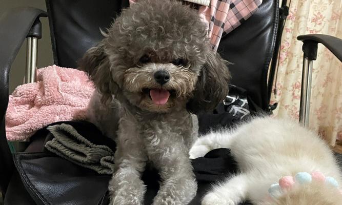 泰迪犬配种过程中可能遇到哪些伤害？如何避免？