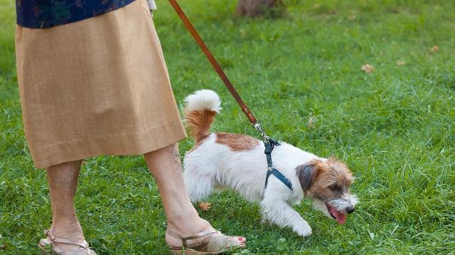 通灭治疗狗狗的什么病？有效治疗犬类常见疾病吗？