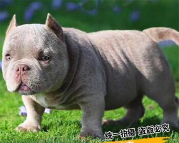 网上什么犬舍卖狗靠普？如何辨别犬舍信誉？