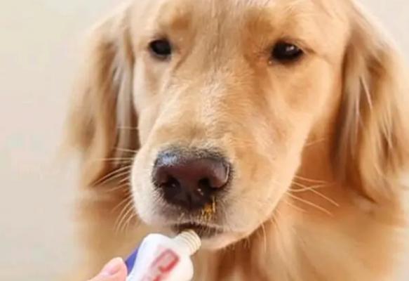 狗狗为什么偏爱酸味食物？揭秘背后的原因！！