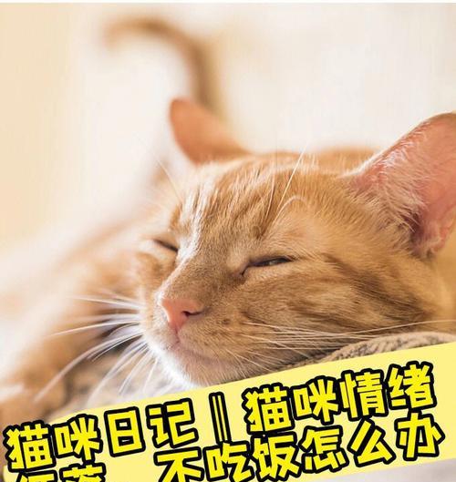 小猫情绪低落的原因是什么？如何帮助它们恢复活力？