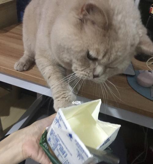 为什么我家猫咪特别爱喝牛奶？牛奶对猫咪健康有影响吗？