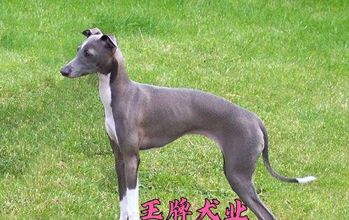 细犬可以和哪些品种狗进行杂交？杂交后的特点是什么？