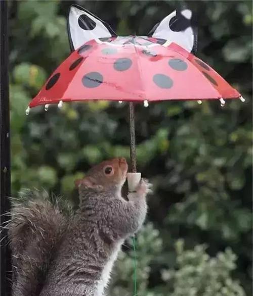 下雨时小狗会自己躲雨吗？它们是如何感知天气变化的？