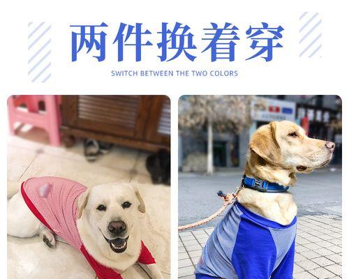 夏天狗狗经常发什么病？如何预防和处理常见夏季犬病？