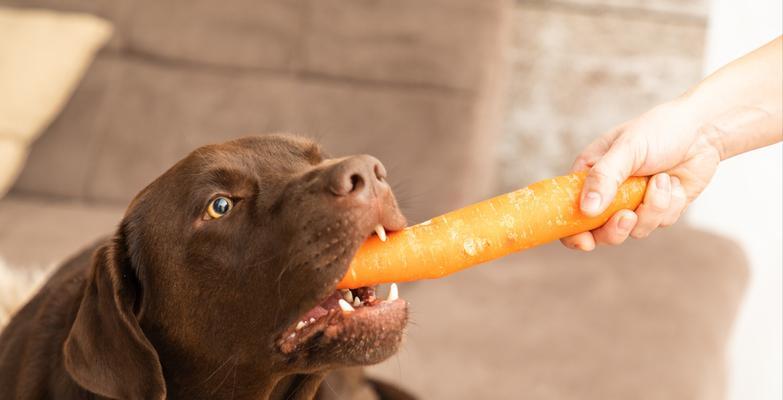 小狗误食虾头怎么办？紧急处理方法有哪些？