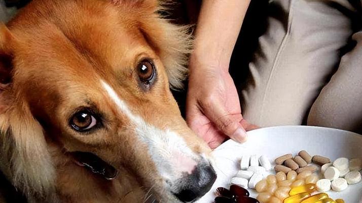 小狗饮食饮水异常有哪些症状？如何应对？