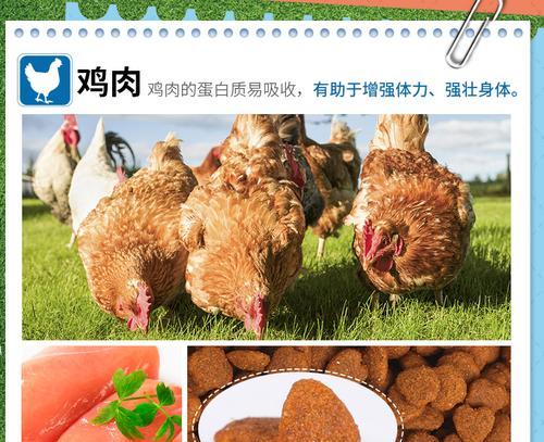 比熊犬可以吃泰迪专用狗粮吗？两者之间有何不同？