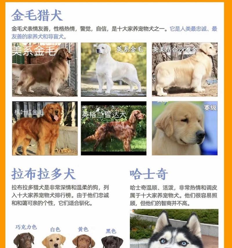 贵宾犬的体型如何影响价格？购买时应考虑哪些因素？