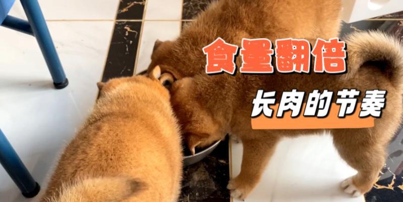 柴犬幼犬喂食量如何控制？一次喂多少合适？