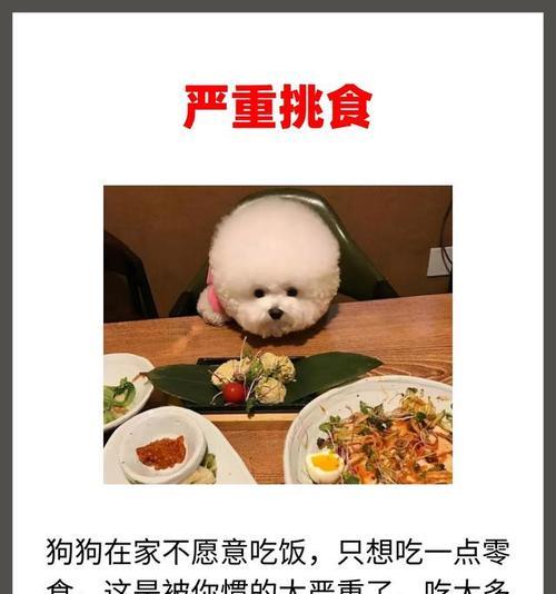 比熊狗狗挑食不吃狗粮怎么办？如何恢复其精神状态？