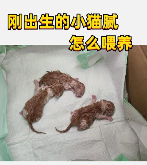 幼猫一天需要吃多少次猫粮？如何安排幼猫的饮食？