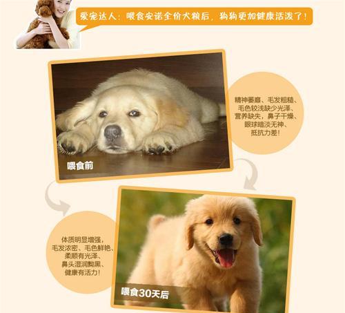 比熊幼犬如何正确更换狗粮？