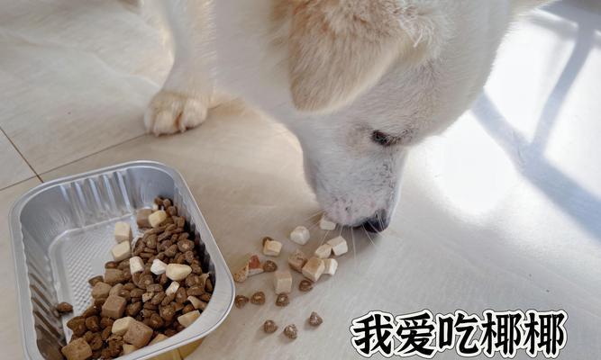 小型狗五斤狗粮能吃多久？这样的食量正常吗？