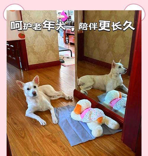 老年犬狗粮给幼犬吃有害吗？会有什么后果？