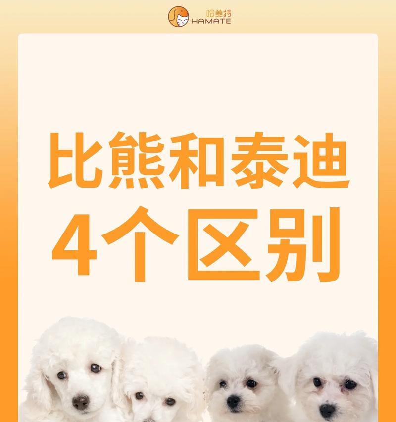 比熊十几天的小狗怎么喂？新生比熊犬的喂养方法有哪些？