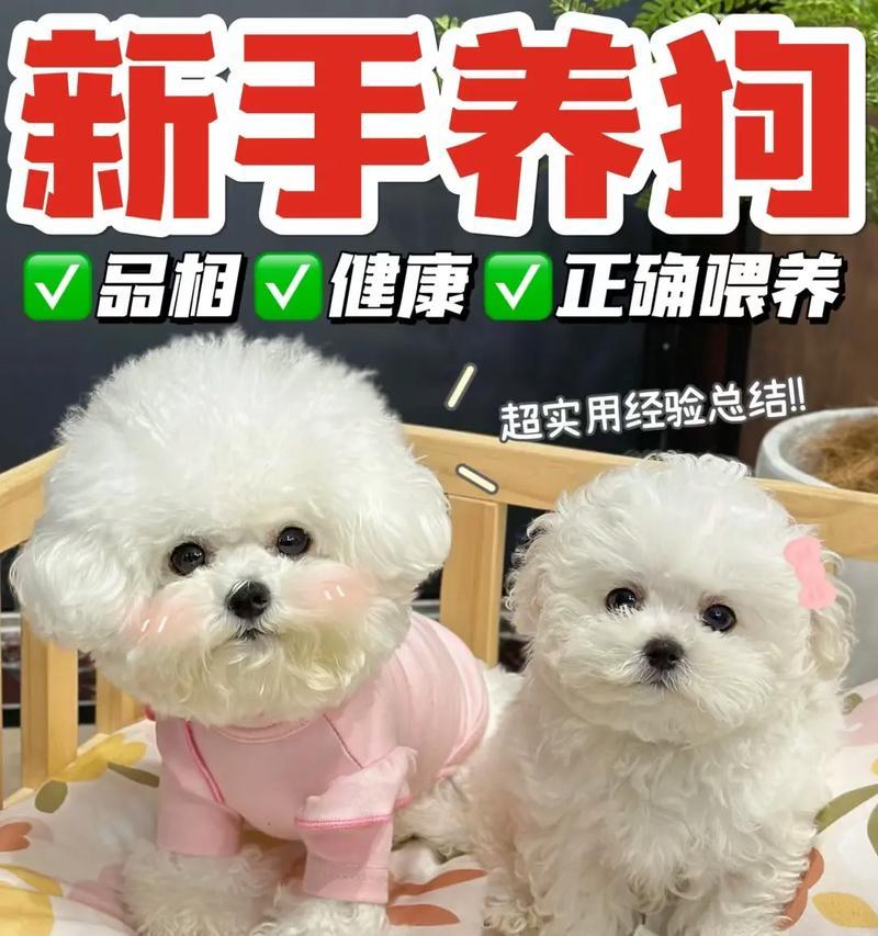 比熊十几天的小狗怎么喂？新生比熊犬的喂养方法有哪些？