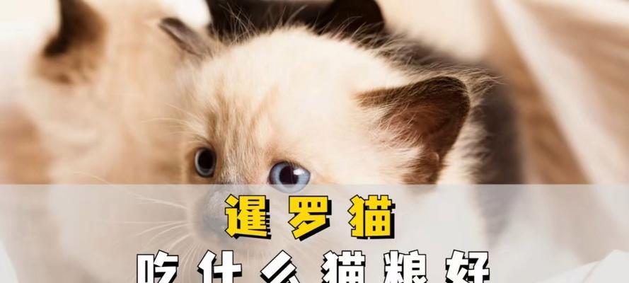 六个月暹罗猫猫粮摄入量标准是多少？如何科学喂养？