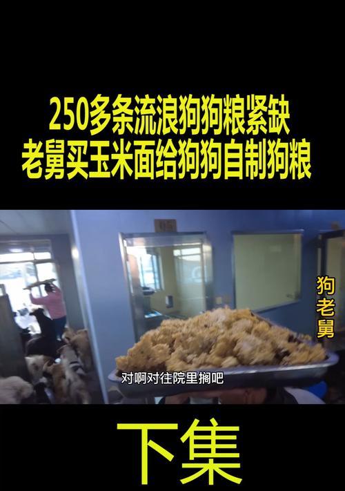 用玉米面做狗粮饲料可以吗？对狗狗有什么影响？