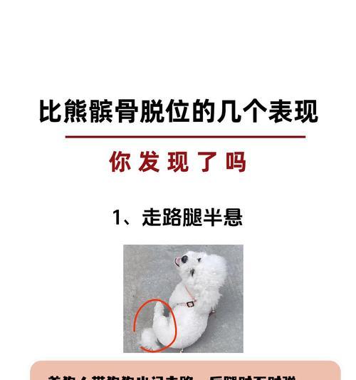 两个月大的比熊可以吃骨头吗？吃骨头的好处和风险是什么？