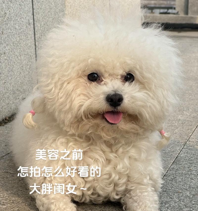 一岁半的比熊犬可以喂鸡肝吗？长期食用的影响是什么？