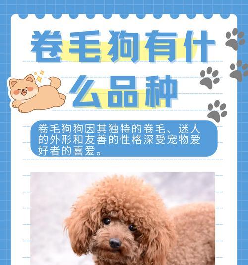 哪些贵宾犬属于最高等级？它们的特点是什么？