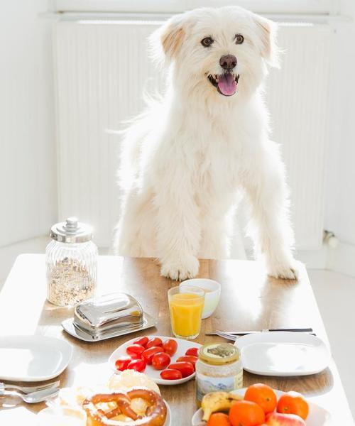 狗粮与大米饭混合喂食狗狗是否可行？