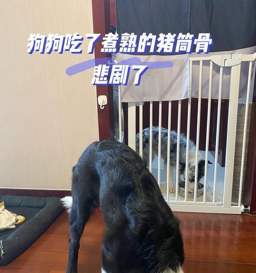 比熊犬吃骨头后出现异常反应怎么办？是否需要就医？