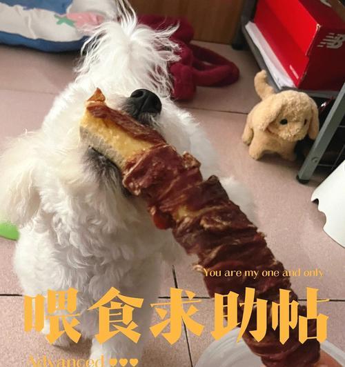 40多天的比熊能吃鸭肉吗？