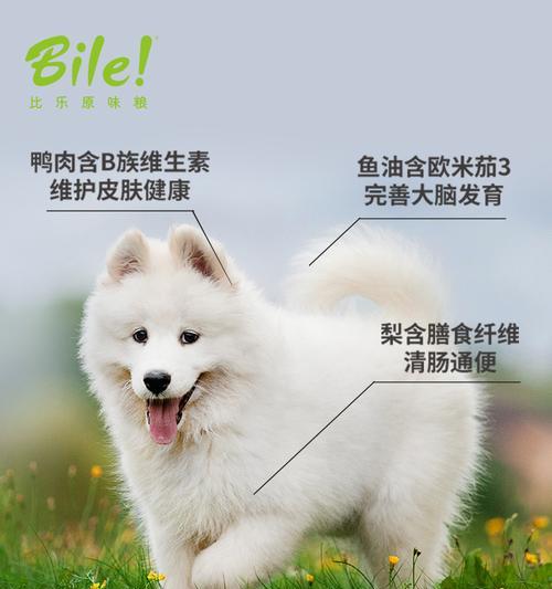 比熊幼犬换干粮需要调整吗？每次喂多少克合适？