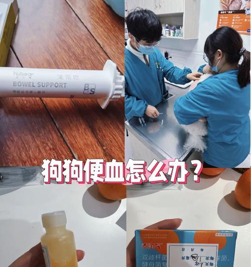 比熊能吃大碴粥吗？怎么吃更健康？