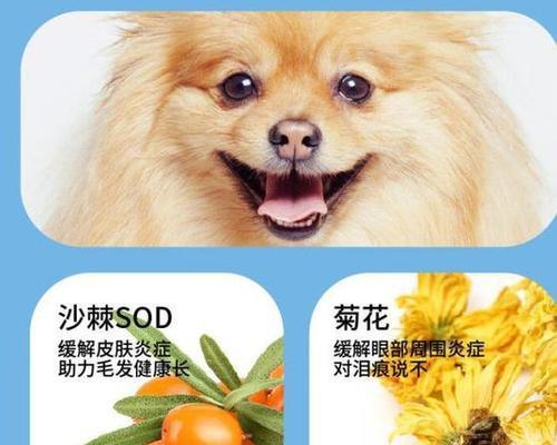 狗狗饮食选择：玉米面还是狗粮更健康？