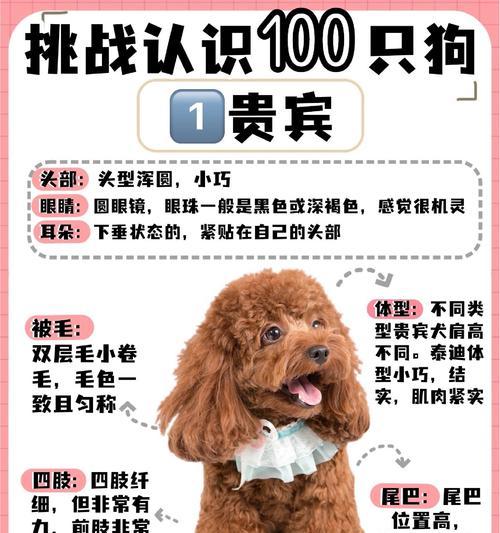 纯种贵宾犬有哪些颜色？如何选择？