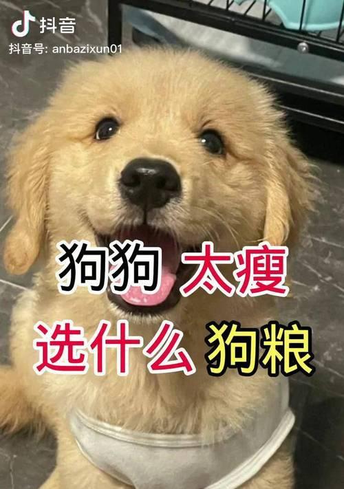 柴犬吐出未消化的狗粮是什么原因？需要担心吗？