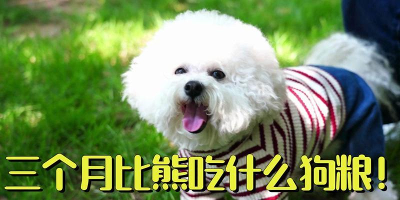 比熊幼犬换狗粮的时机是什么时候？吃多少狗粮才合适？