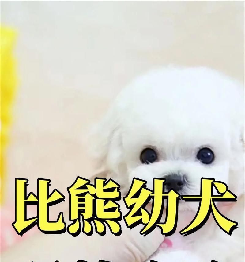 比熊幼犬吃鸡骨头安全吗？正确的吃法是什么？