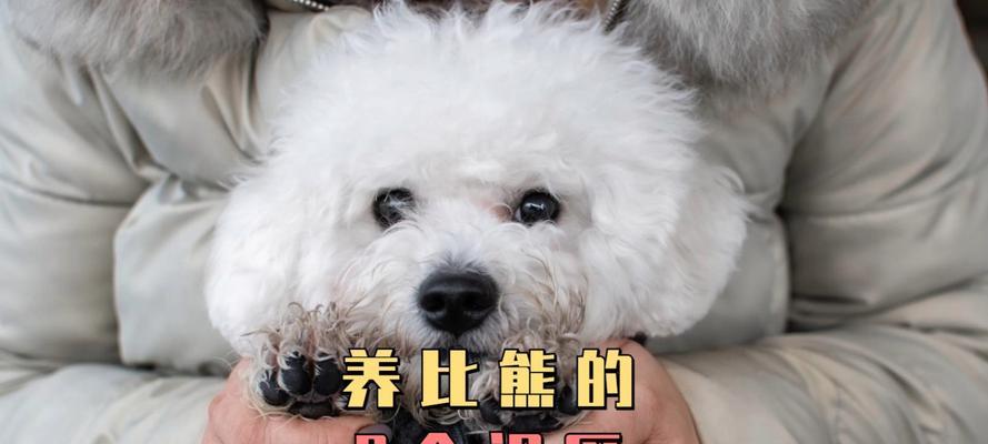 给比熊犬吃哪些蔬菜比较好？有哪些蔬菜是它们的健康选择？