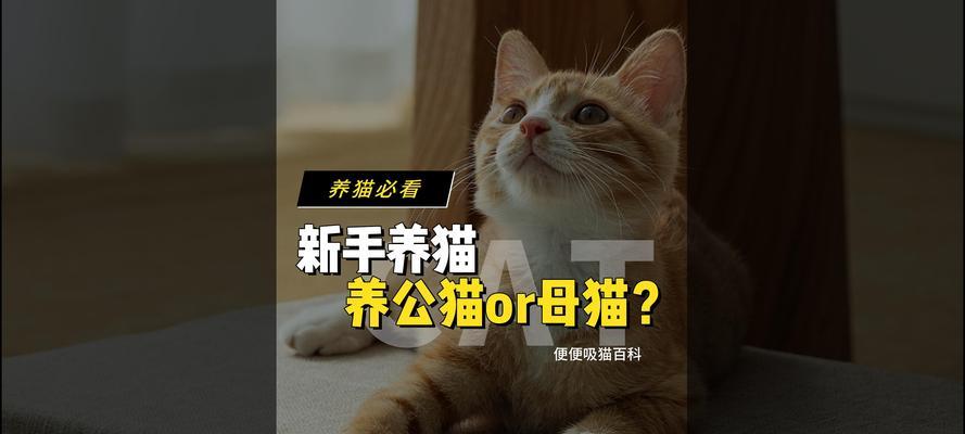 猫是家畜还是宠物？养鸡与养猫有何不同？