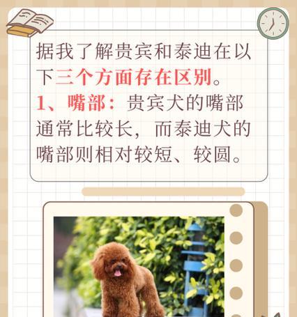 不同体型的贵宾犬价位是多少？如何查看贵宾犬的价位一览表？